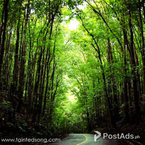 Come and explore the wonders of Bohol | PostAds PH