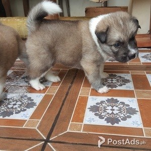 Chow chow Retriever Cross Breed | PostAds PH