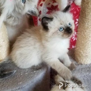 Gorgeous Ragdoll kittens, | PostAds PH