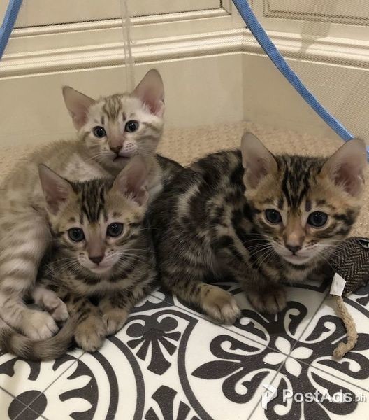 Beautiful baby bengal kittens,