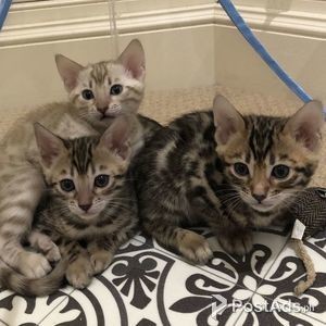 Beautiful baby bengal kittens, | PostAds PH