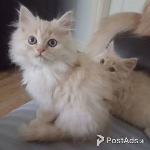 Beautiful Cream Persian Kittens, | PostAds PH