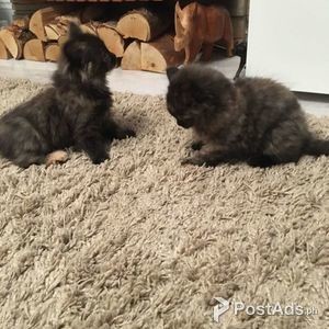 Gorgeous British Shorthair kittens, | PostAds PH