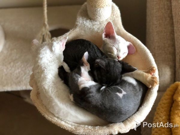 Gorgeous Devon Rex kittens.