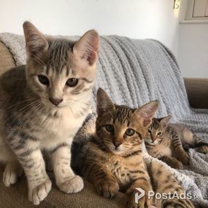 Beautiful Savannah Kittens | PostAds PH