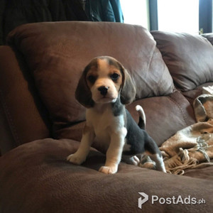 Beagle Puppies. | PostAds PH