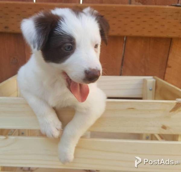  Border Collie puppies,