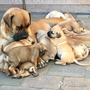 Boerboel pupies, | PostAds PH
