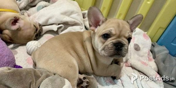 Cool French Bulldog puppies available.