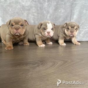 English Bulldog puppies, | PostAds PH