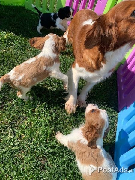 Beautiful cavalier king charles, puppies
