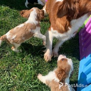 Beautiful cavalier king charles, puppies | PostAds PH
