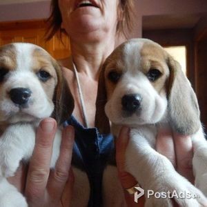 Beagle Puppies | PostAds PH