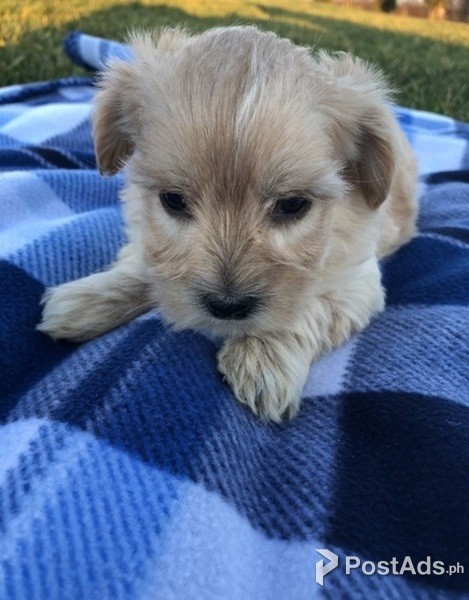 Teacup puppies available for adoption
