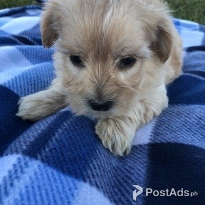 Teacup puppies available for adoption | PostAds PH