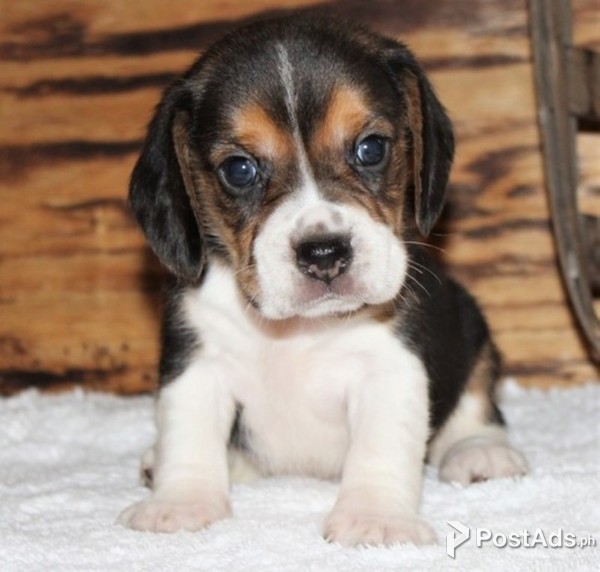 Purebred Beagle Puppies