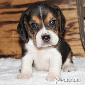 Purebred Beagle Puppies | PostAds PH