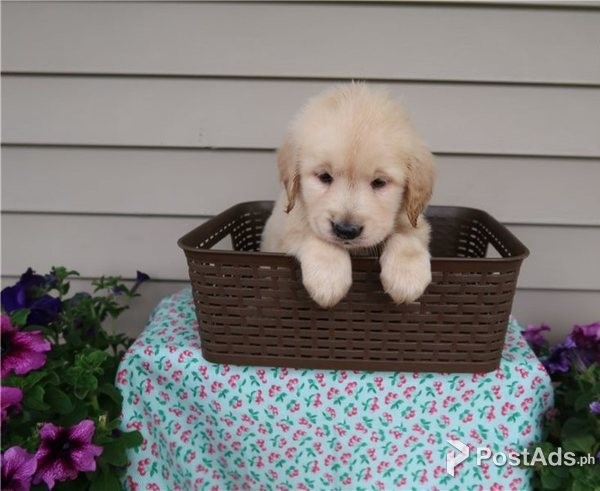Golden Retriever puppies