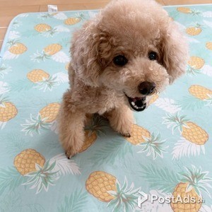 Poodle, Toy Puppies | PostAds PH