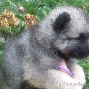 Keeshond Puppies | PostAds PH
