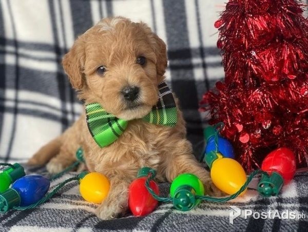  Double Doodle Puppies