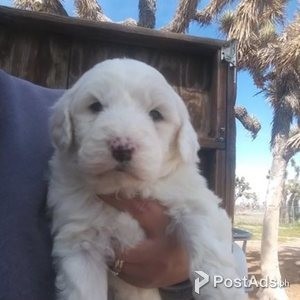 Pyredoodle Puppies | PostAds PH
