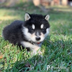 Alaskan Klee Kai Puppies | PostAds PH