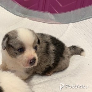 Registered Corgi Puppy | PostAds PH