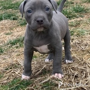 5 months Pit Bull | PostAds PH