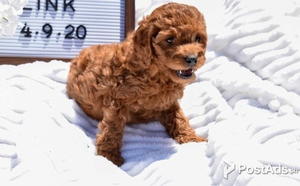 Adorable Cavapoo Puppies