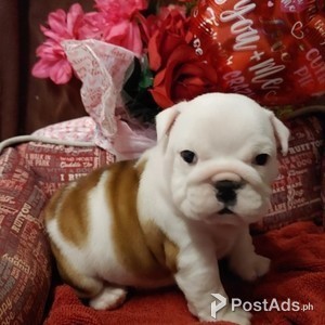 English bulldog puppies | PostAds PH
