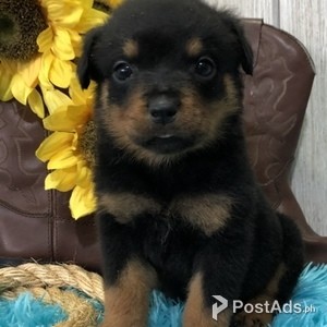 Registered Rottweiler Puppies | PostAds PH