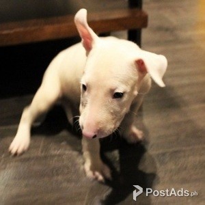 Bull terrier Puppies Ready | PostAds PH