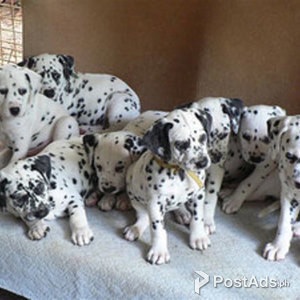 Healthy And Playful Dalmatian Puppies | PostAds PH