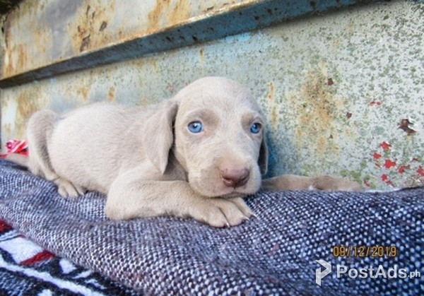 Weimaraner Puppies