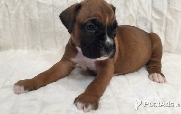 Boxer Puppy