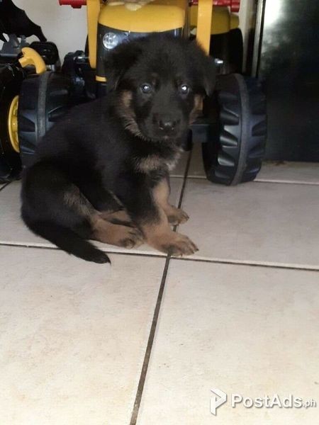 German shepherd puppies