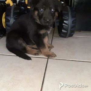 German shepherd puppies | PostAds PH