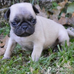 Pug puppies Ready | PostAds PH
