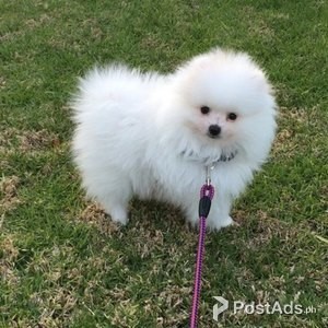 Healthy 9week old pure pomeranian | PostAds PH