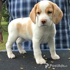 Beagle puppy | PostAds PH