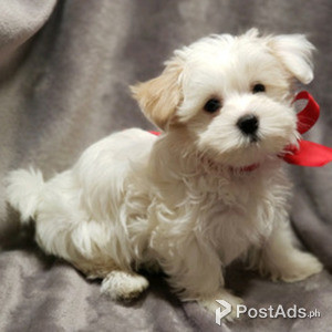 Pure Bred Coton De Tulears puppies | PostAds PH