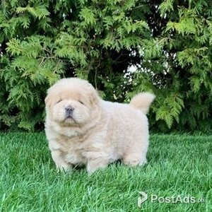 Pure Bred chow chows | PostAds PH