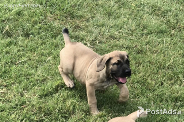  Boerboel hondjies