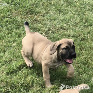 Boerboel hondjies | PostAds PH
