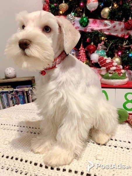 Miniature Schnauzer Puppies