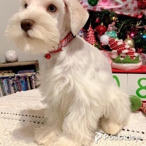 Miniature Schnauzer Puppies | PostAds PH