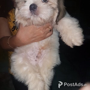 Health Checked Shih Tzu Puppies | PostAds PH