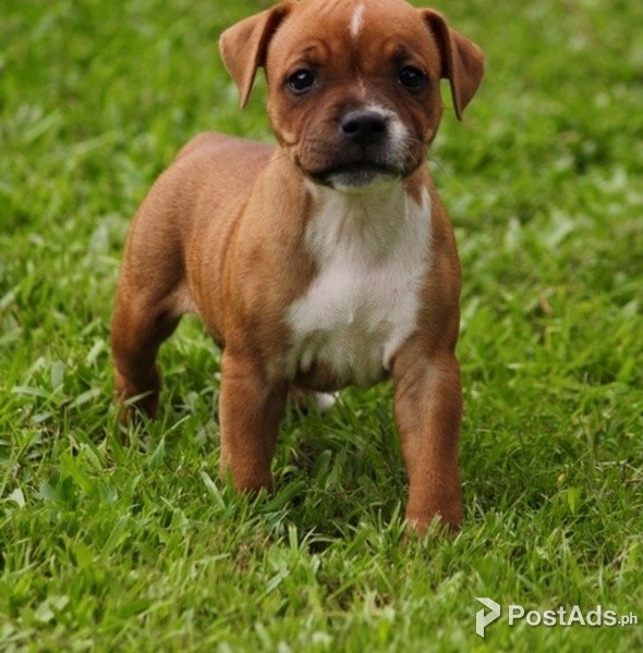 Staffordshire Bull Terrier Puppies
