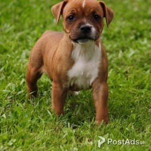 Staffordshire Bull Terrier Puppies | PostAds PH